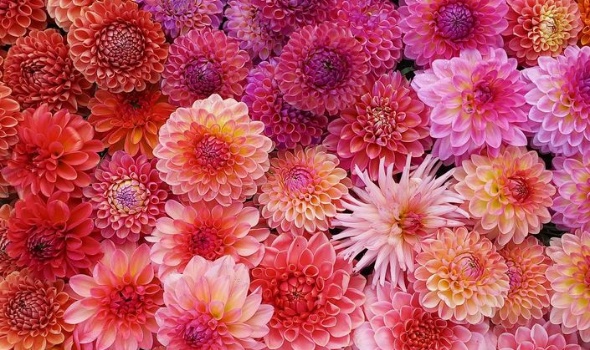 425312827 887179086538963 1323466478853562240 n 425312827 887179086538963 1323466478853562240 n