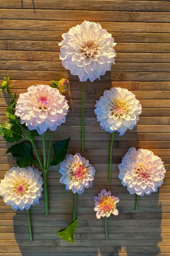 20240730 070341 20240730 070341