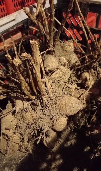 427166030 892692229320982 2820134183619245118 n 427166030 892692229320982 2820134183619245118 n