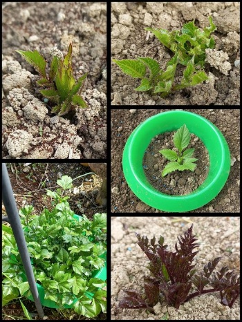 443698132 947901693800035 3888438580398861609 n 443698132 947901693800035 3888438580398861609 n