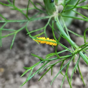 447638565 962166579040213 4036103609450927149 n 447638565 962166579040213 4036103609450927149 n