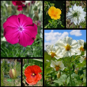 448334010 966762005247337 1317013030866558705 n 448334010 966762005247337 1317013030866558705 n