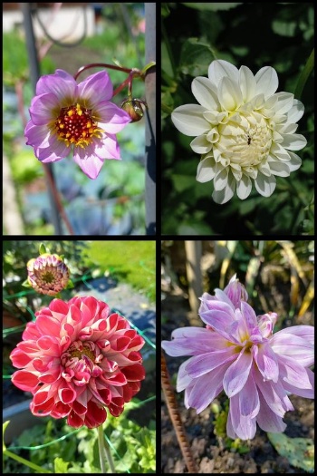 449633485 978054074118130 8567237305299843251 n 449633485 978054074118130 8567237305299843251 n