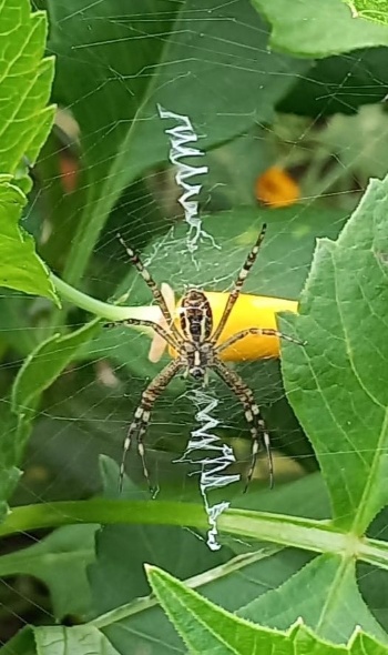 451058124 985490960041108 4199107418581853309 n 451058124 985490960041108 4199107418581853309 n