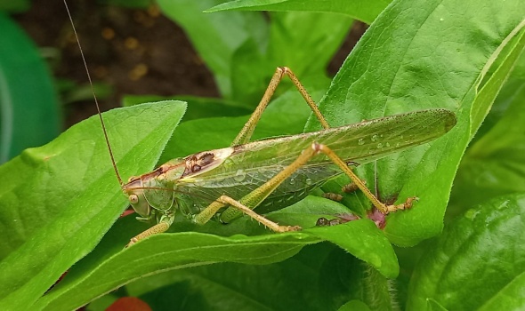 452430594 990651732858364 4712845253439379757 n 452430594 990651732858364 4712845253439379757 n