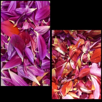 452644110 990772496179621 1240300975880618996 n 452644110 990772496179621 1240300975880618996 n