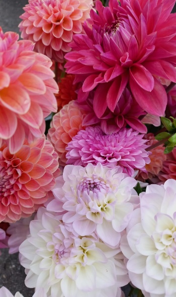 452550416 991110272812510 6931060097214974864 n 452550416 991110272812510 6931060097214974864 n