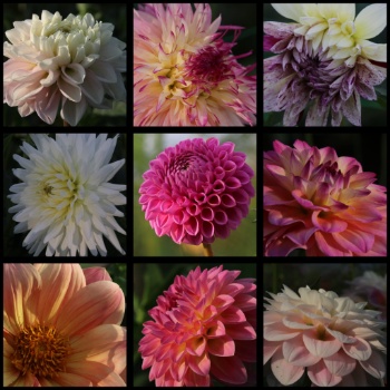 453653631 997029668887237 3896085323419645950 n 453653631 997029668887237 3896085323419645950 n