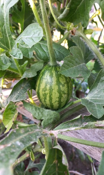 454304708 999899678600236 616018521262067408 n 454304708 999899678600236 616018521262067408 n