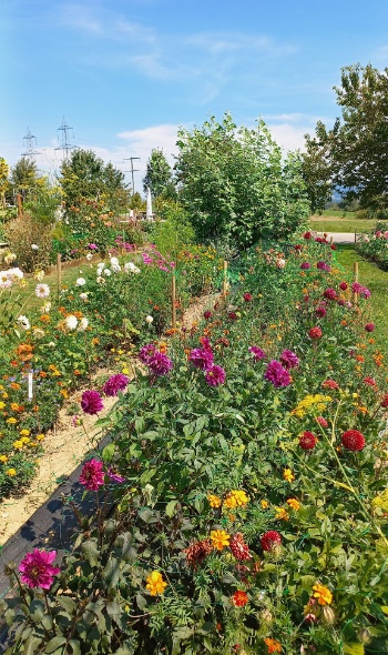 455210611 1004156291507908 1241347372051534854 n 455210611 1004156291507908 1241347372051534854 n