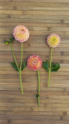 456258495 1008603461063191 8267375607470303724 n 456258495 1008603461063191 8267375607470303724 n