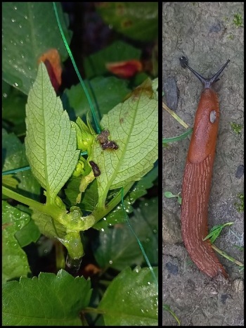 456587221 1009797457610458 5565333665537002735 n 456587221 1009797457610458 5565333665537002735 n