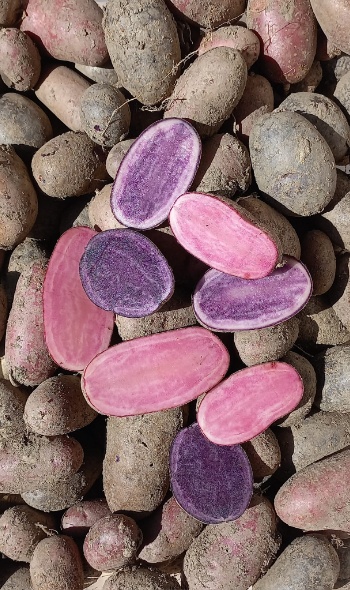 456590347 1010568867533317 7191353167827405152 n 456590347 1010568867533317 7191353167827405152 n