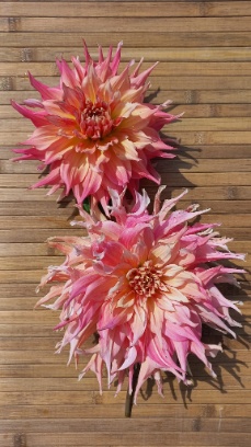 456856348 1012612690662268 4254144224845828287 n 456856348 1012612690662268 4254144224845828287 n