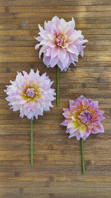 457129238 1012612617328942 7733408094768391351 n 457129238 1012612617328942 7733408094768391351 n