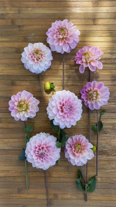 457309371 1014502700473267 3821923360619749989 n 457309371 1014502700473267 3821923360619749989 n