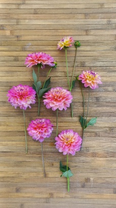 457366132 1014502760473261 3930626640064890026 n 457366132 1014502760473261 3930626640064890026 n