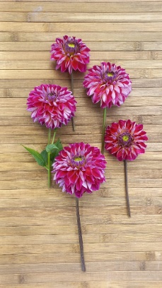 457516007 1016911783565692 5737761307458730580 n 457516007 1016911783565692 5737761307458730580 n