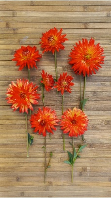 457724322 1016911693565701 4802056335424010317 n 457724322 1016911693565701 4802056335424010317 n