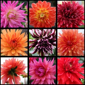 459514249 1025702889353248 4209886089328283813 n 459514249 1025702889353248 4209886089328283813 n