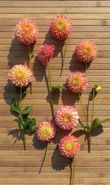 459691064 1026286205961583 3424039829521311796 n 459691064 1026286205961583 3424039829521311796 n