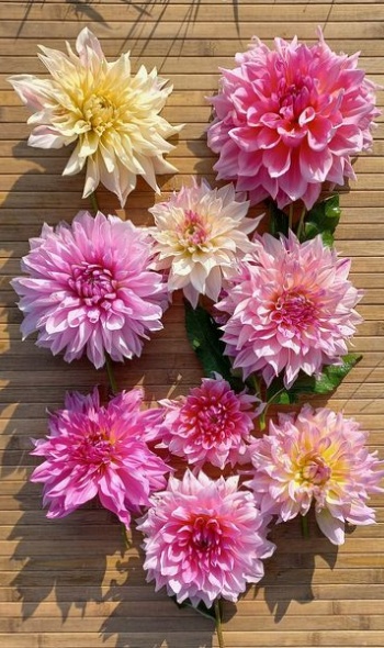 461084038 1031901318733405 8319754301774494576 n 461084038 1031901318733405 8319754301774494576 n