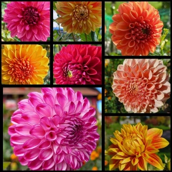 462468358 1042671790989691 1614328283751337458 n