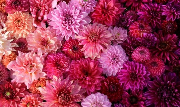 463495309 1050334730223397 1992083166458648164 n 463495309 1050334730223397 1992083166458648164 n