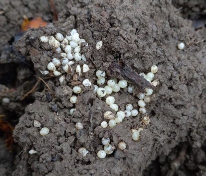 465729143 1067163378540532 7181239867335113790 n 465729143 1067163378540532 7181239867335113790 n