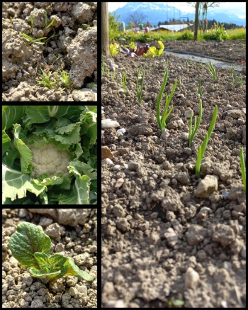 PhotoCollage 1745338843254 PhotoCollage 1745338843254