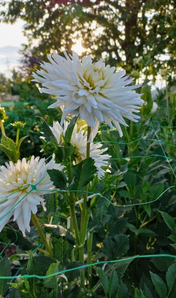 20250718 065844 20250718 065844