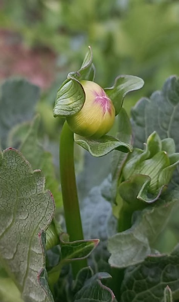 509000460 1226913142565554 7949795166190657770 n 509000460 1226913142565554 7949795166190657770 n