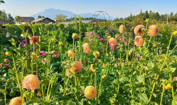 530208352 1267695465153988 6561657980877554175 n