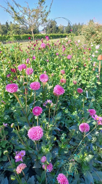 530232922 1267695511820650 347315738104558743 n