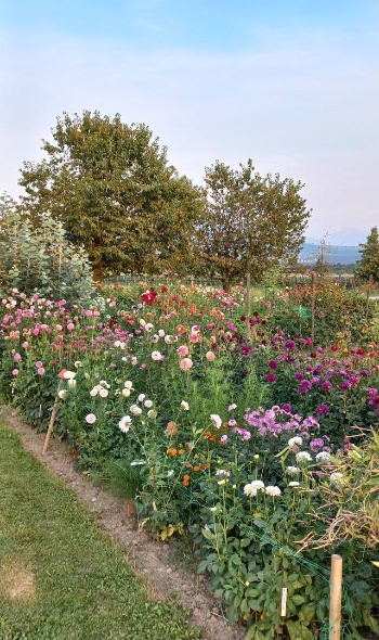 533487176 1272092041380997 1799771101842219248 n