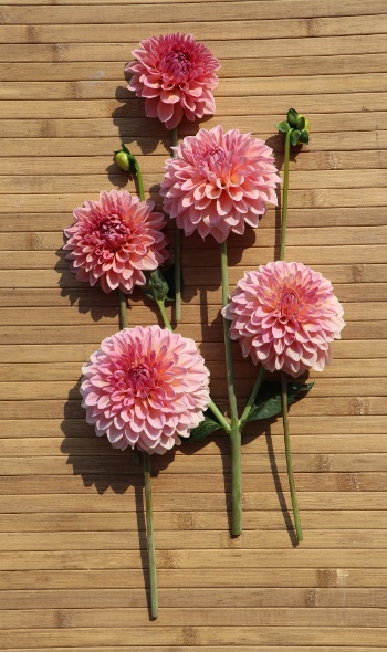 535114079 1275093857747482 5892731379761149354 n