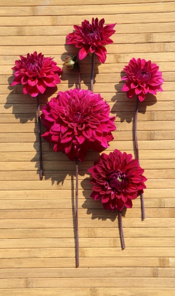 535341931 1275093791080822 8320856085968344432 n