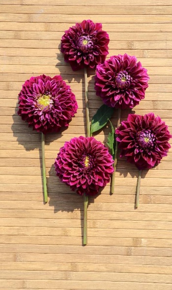 535533520 1275093701080831 1952158682480241982 n