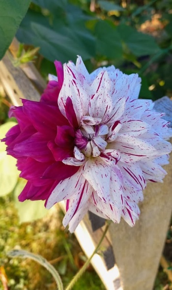 536269712 1275078354415699 8779025153123179778 n 536269712 1275078354415699 8779025153123179778 n