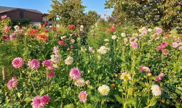 537383029 1279388320651369 8742495314052017591 n