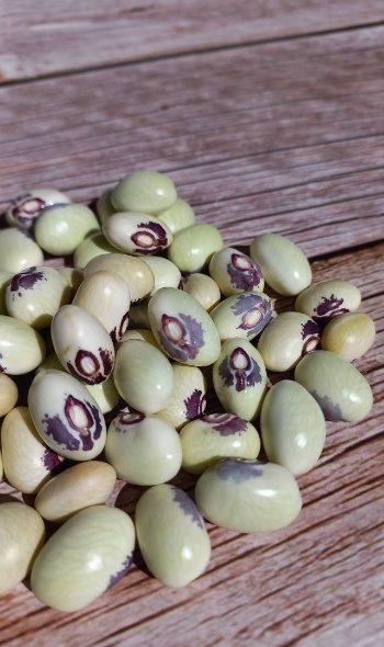 541259080 1284797633443771 1718746683892859982 n