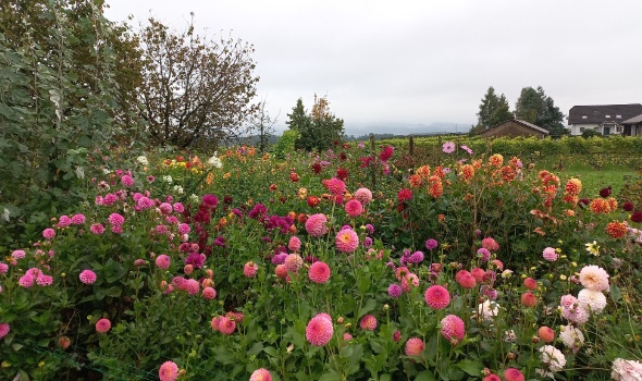 550856015 1303201871603347 4249963290676592584 n