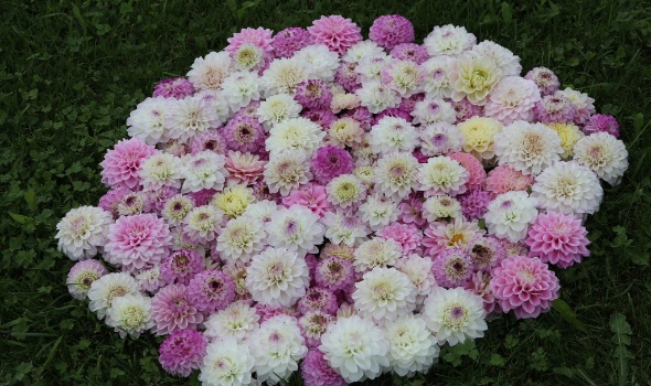 555111232 1305827774674090 5101431700642918413 n