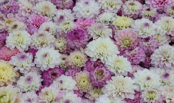 555941348 1305827908007410 2927906362157789570 n