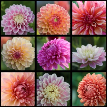 557686514 1308734974383370 2273542453871308373 n