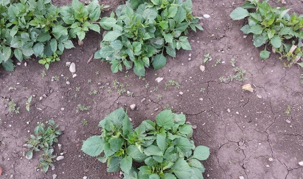 18835699 1739408559419647 8326467521830601623 n 1