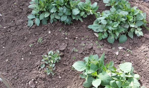 18882307 1739408589419644 1710614440886814401 n 1 18882307 1739408589419644 1710614440886814401 n 1