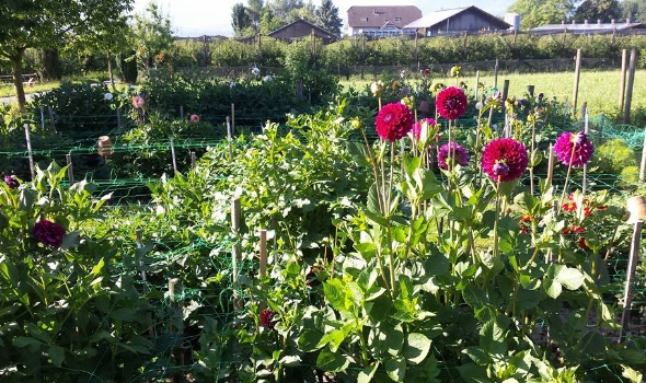 19732090 1781976298496206 8529065359108280457 n 1