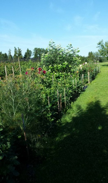 19732139 1781976318496204 8385269276427026877 n 1 19732139 1781976318496204 8385269276427026877 n 1