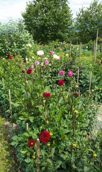 20106712 1791869140840255 1895897638893072921 n 1